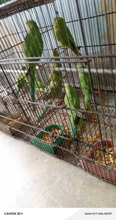 Beautiful and Healthy Ringneck (patthay)