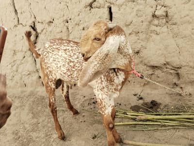 Bakra for Sale Mashallah Call 03091039419