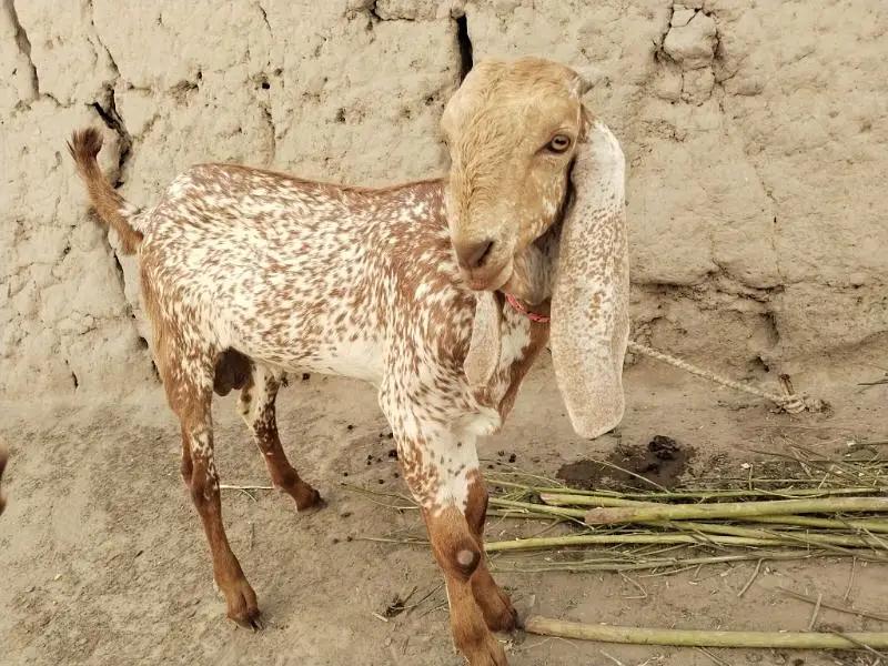 Bakra for Sale Mashallah Call 03091039419 — photo 2