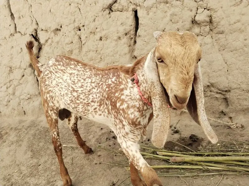 Bakra for Sale Mashallah Call 03091039419 — photo 3