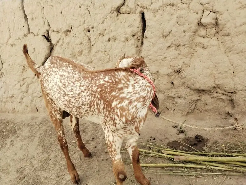 Bakra for Sale Mashallah Call 03091039419 — photo 4