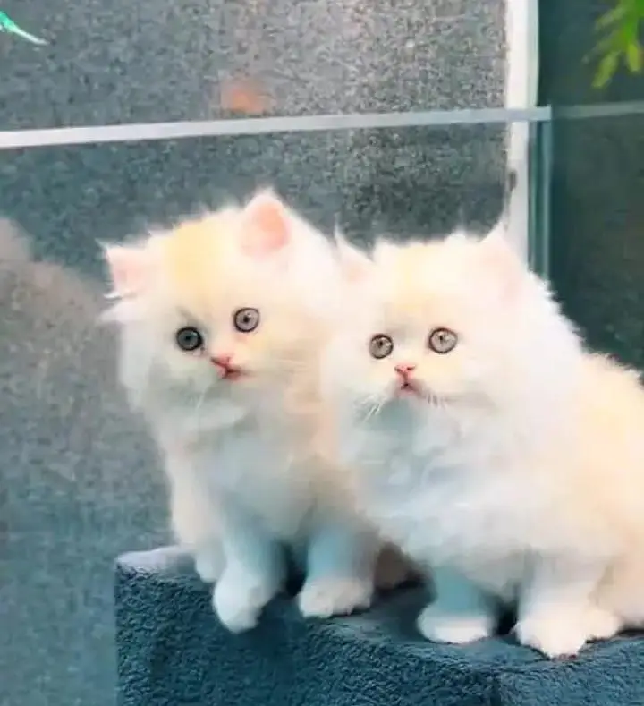 (Persian female kitten) (for sale all) (Pakistan delivery available) — photo 4
