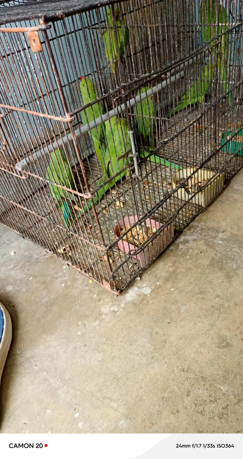 Beautiful & healthy Ringneck (patthay) — photo 2