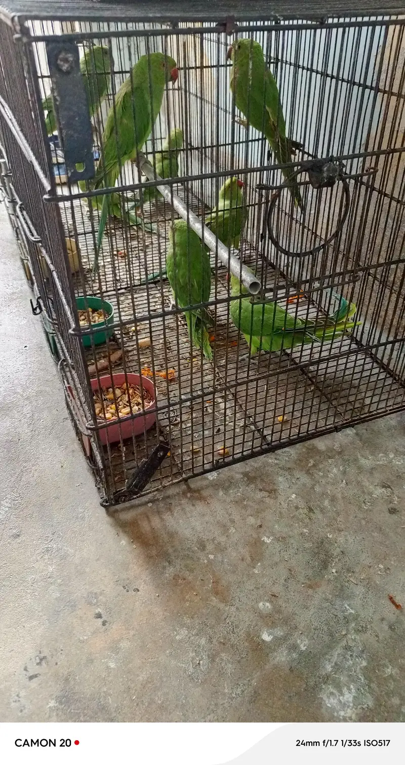 Beautiful & healthy Ringneck (patthay) — photo 3