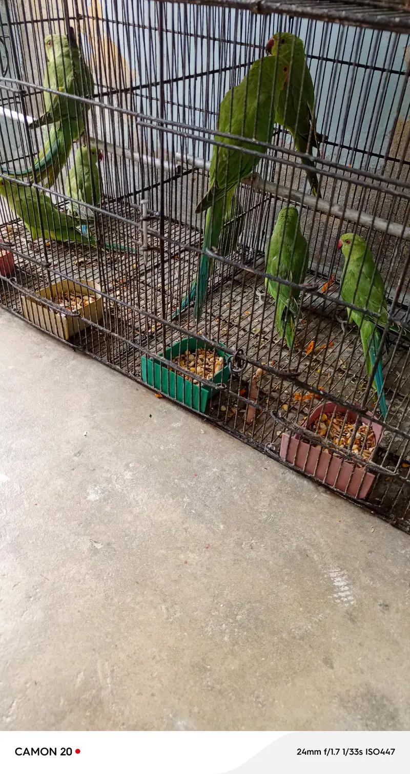 Beautiful & healthy Ringneck (patthay) — photo 4