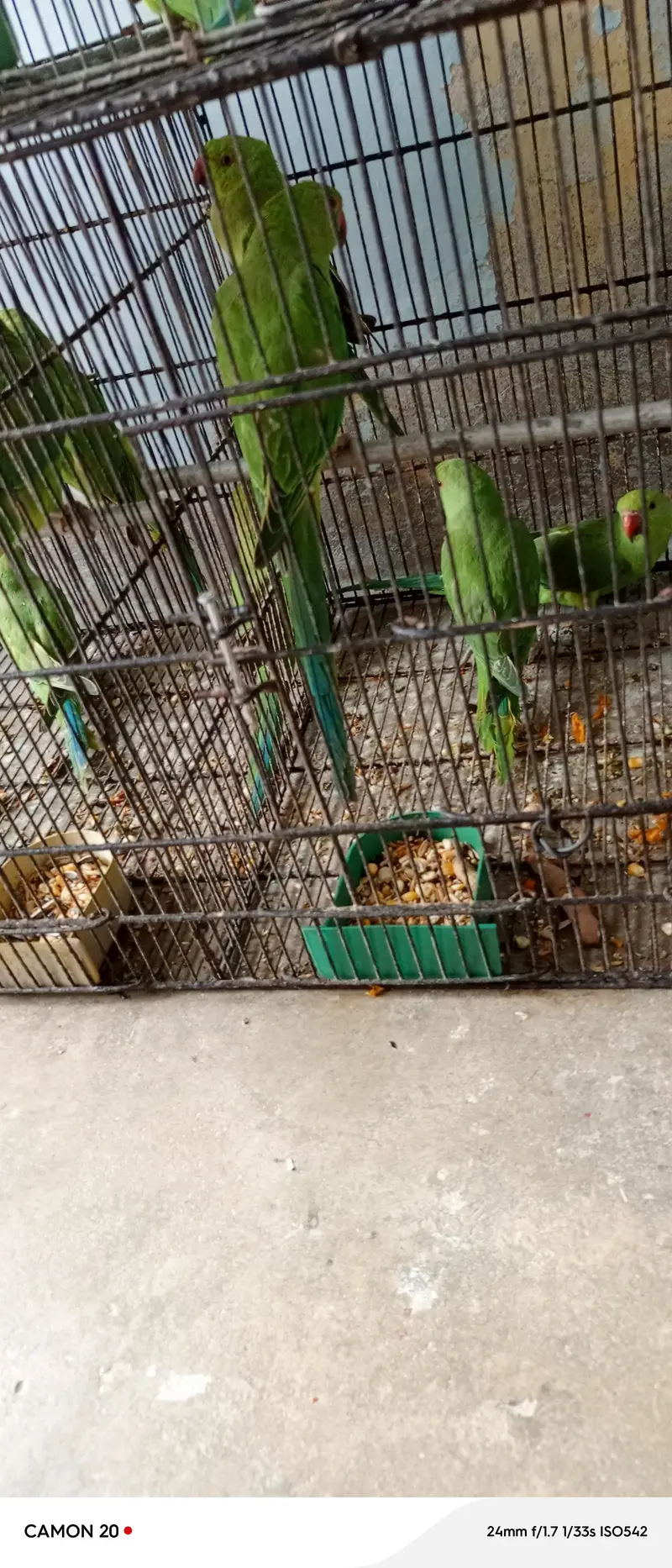Beautiful & healthy Ringneck (patthay) — photo 5