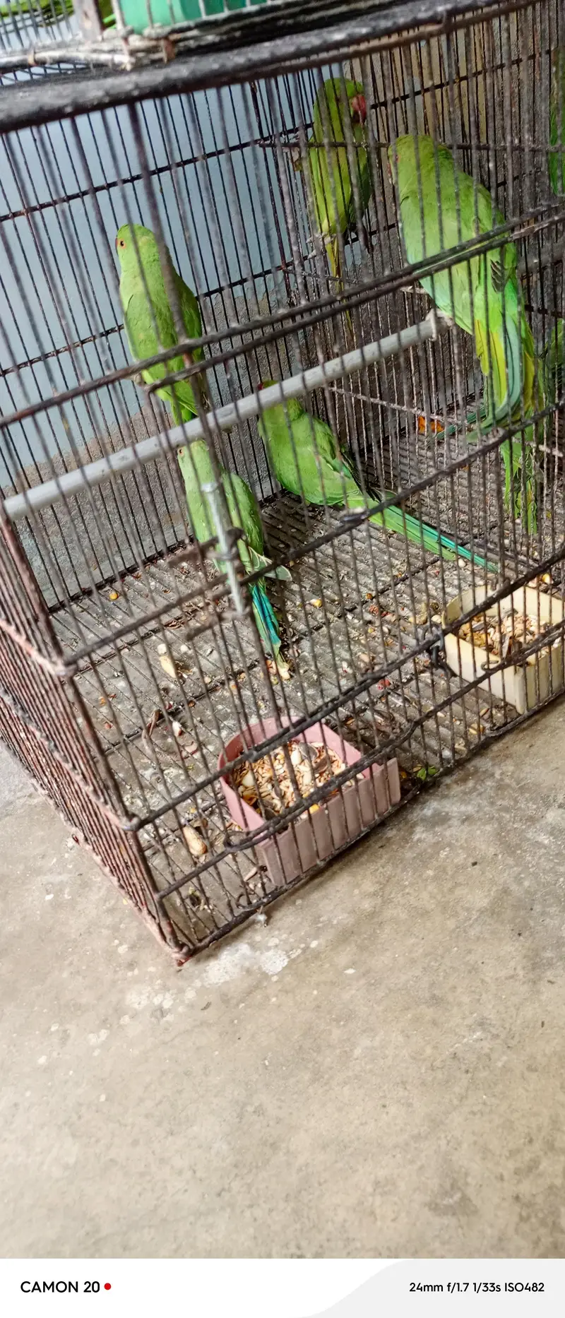 Beautiful & healthy Ringneck (patthay) — photo 6