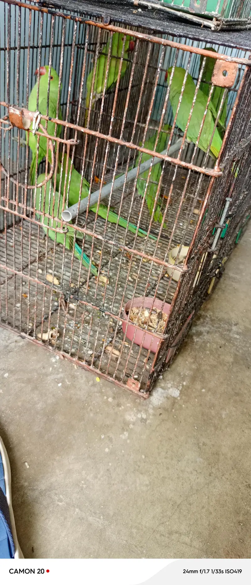 Beautiful & healthy Ringneck (patthay) — photo 7