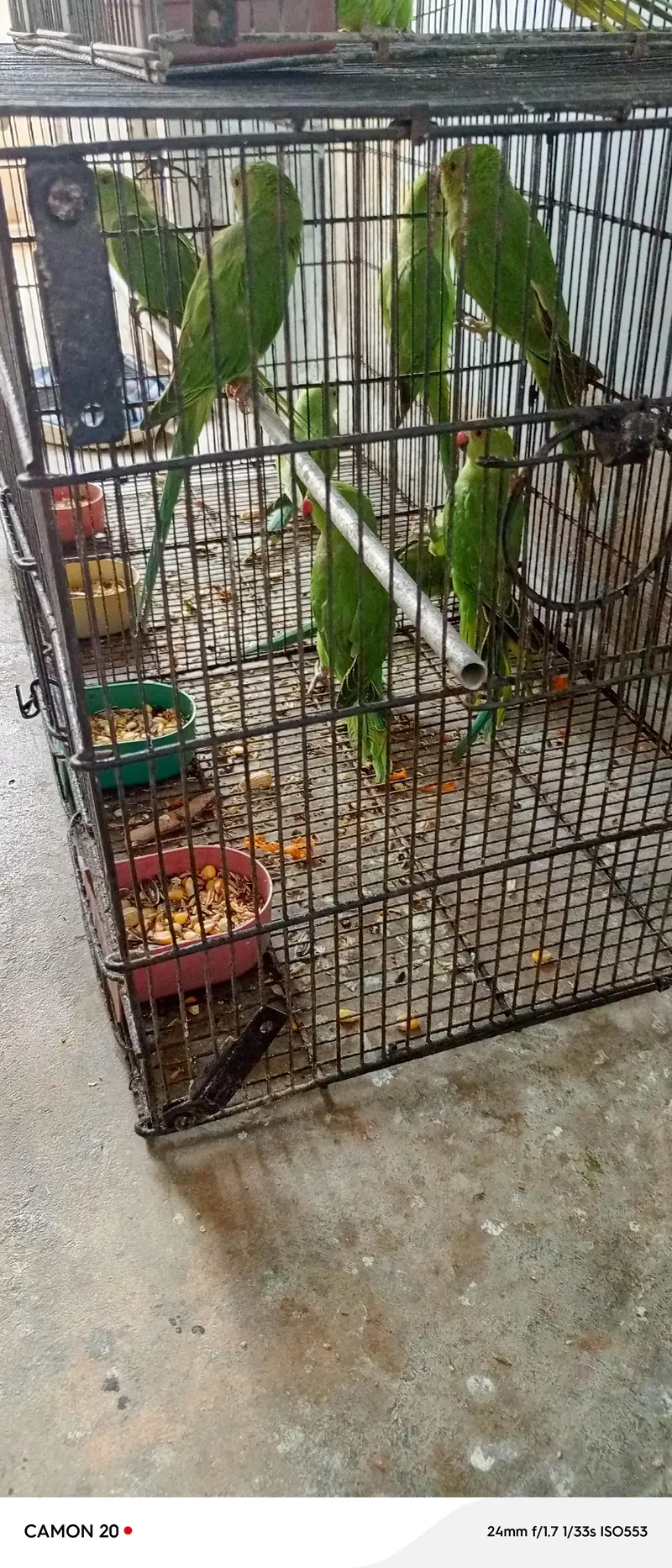 Beautiful & healthy Ringneck (patthay) — photo 8