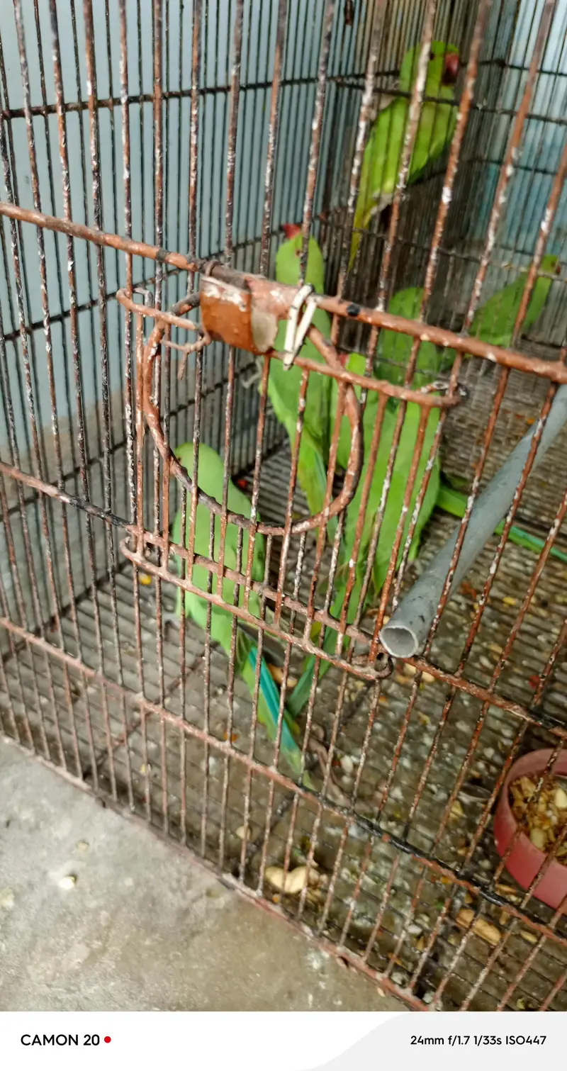 Beautiful & healthy Ringneck (patthay) — photo 9