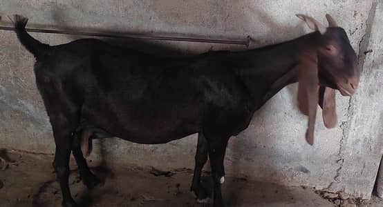 bakri for sale