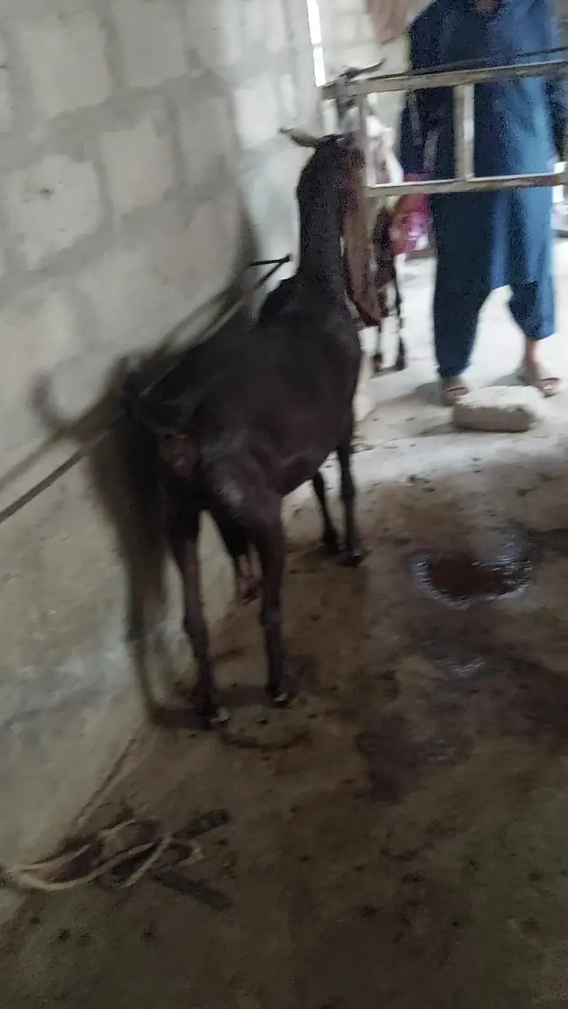 bakri for sale — photo 2
