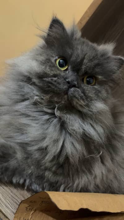 Greyish Persian Cat for Sale