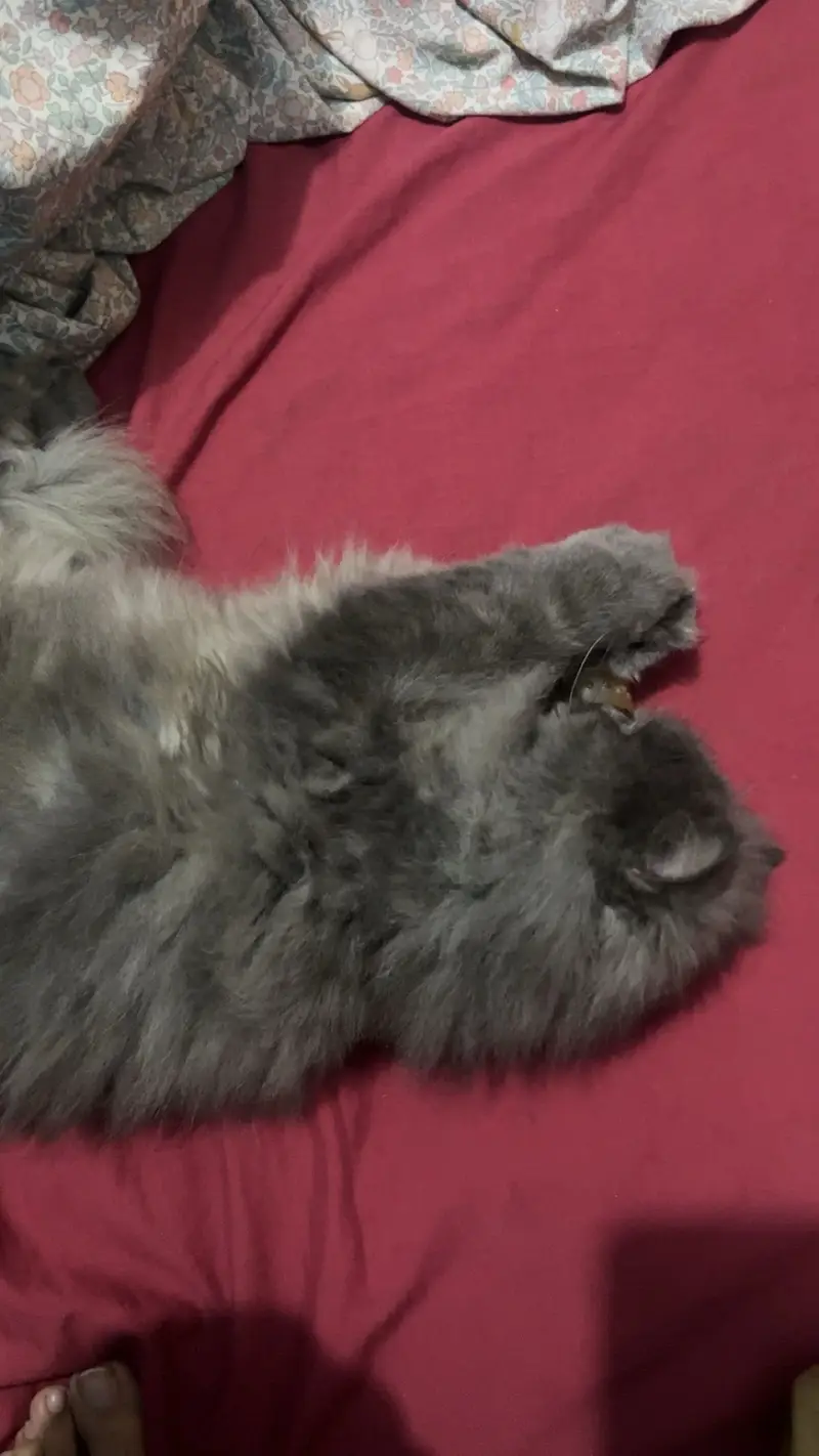 Greyish Persian Cat for Sale — photo 2