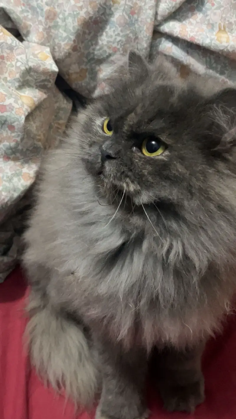 Greyish Persian Cat for Sale — photo 3