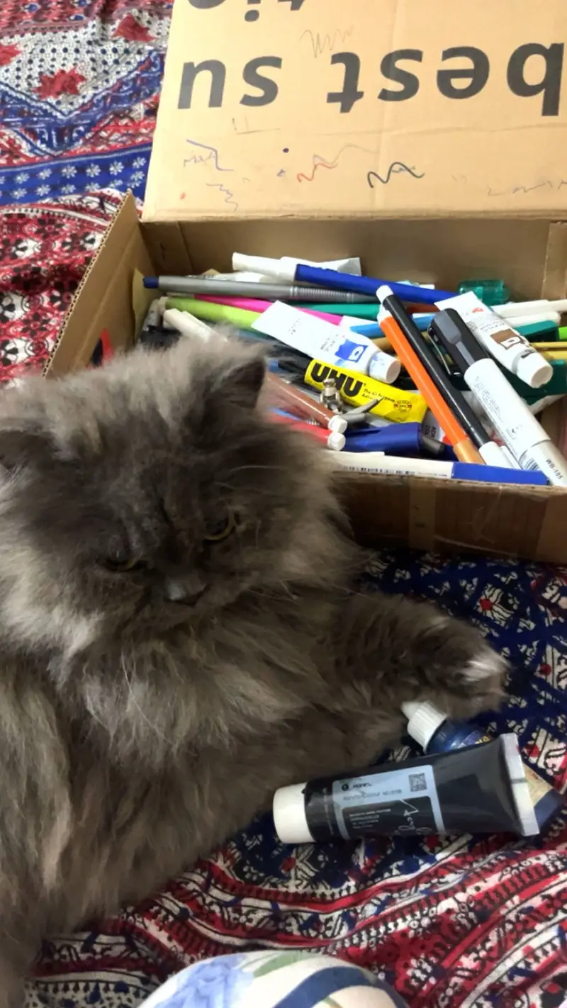 Greyish Persian Cat for Sale — photo 4