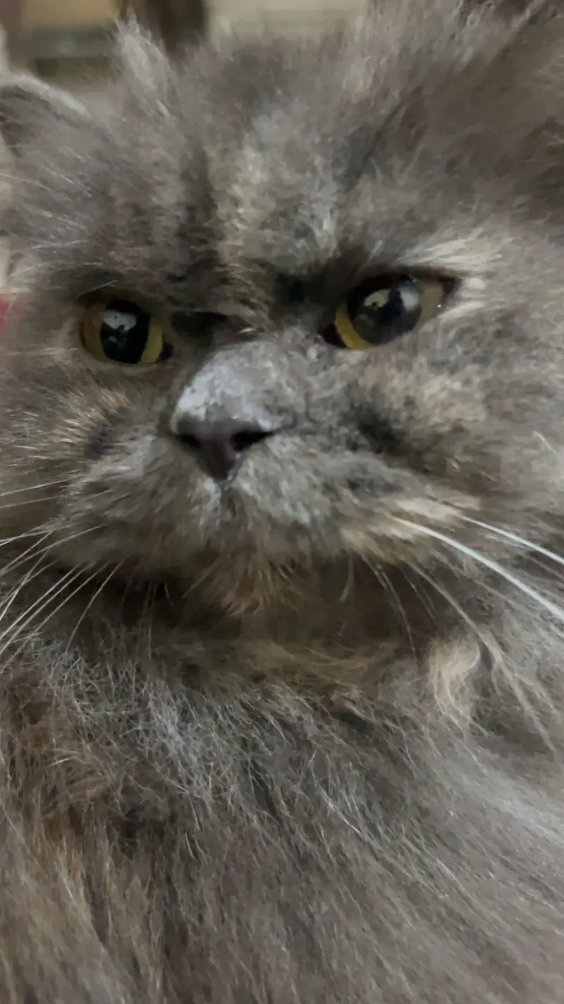 Greyish Persian Cat for Sale — photo 5