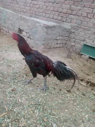 10k price aseel murga