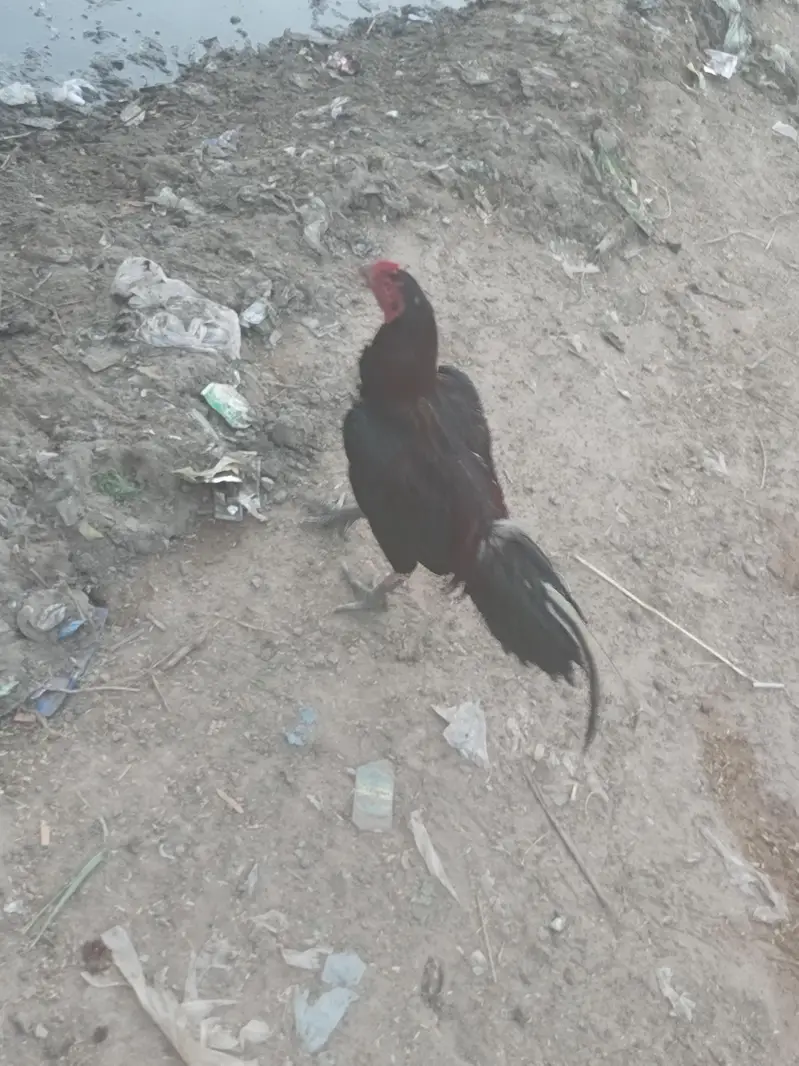 10k price aseel murga — photo 2
