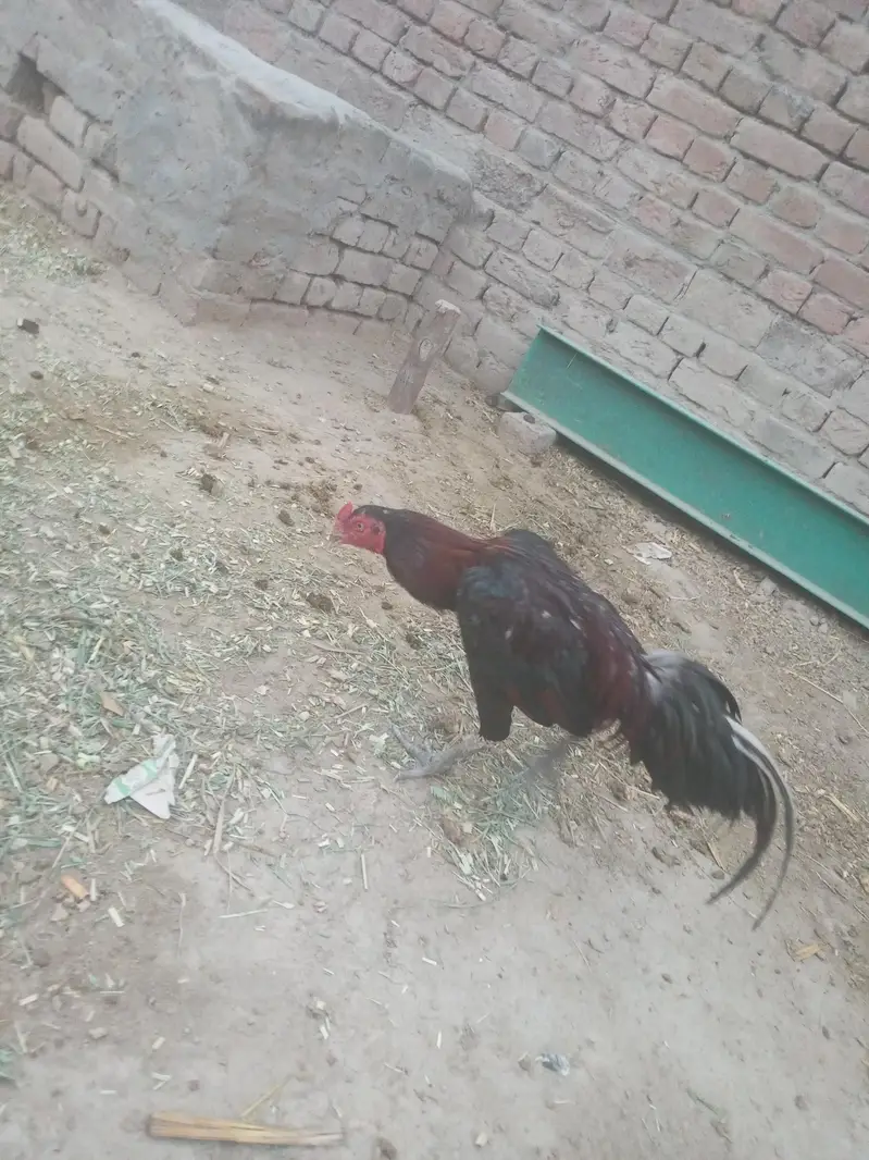 10k price aseel murga — photo 3