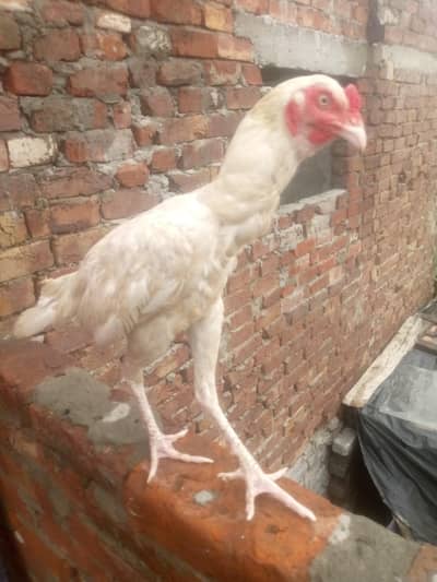munasib price ma
