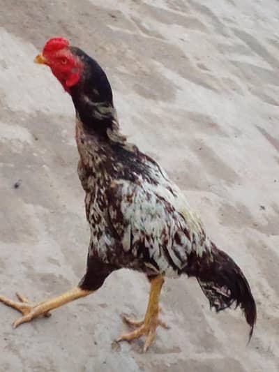 Birds selling