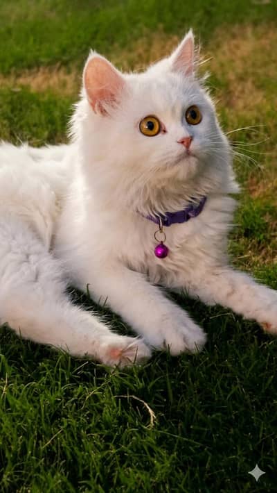 Healthy & Cute Pet Cat for Sale