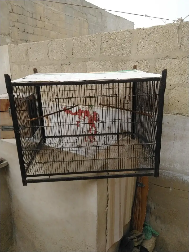 1 portion Cage — photo 6