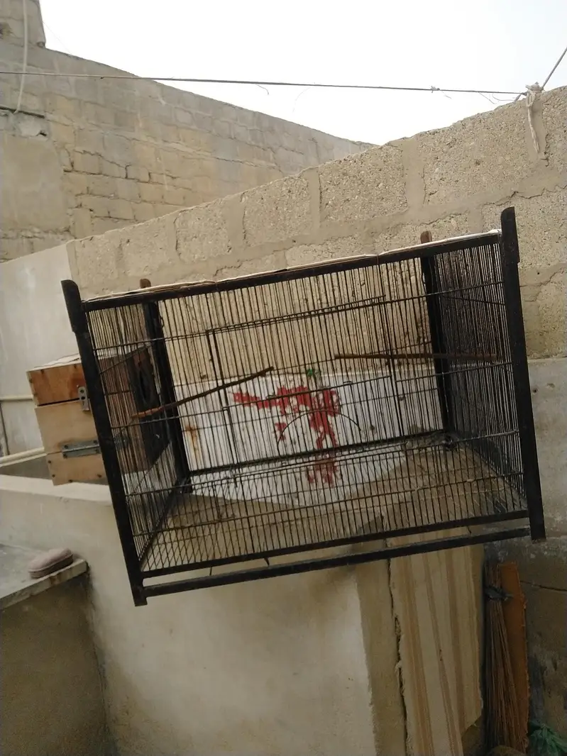 1 portion Cage — photo 8
