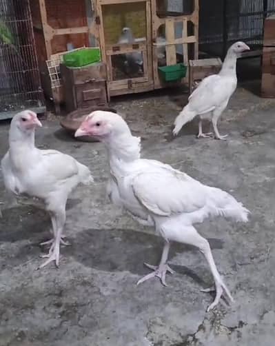 white Aseel Heera Hen For Sale