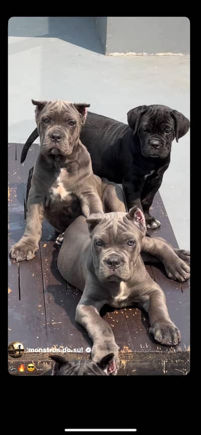 TOP QUALITY CANE CORSO PUPPIES ARE AVAILABLE FOR IMPORT