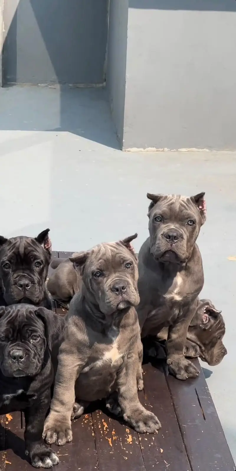 TOP QUALITY CANE CORSO PUPPIES ARE AVAILABLE FOR IMPORT — photo 2