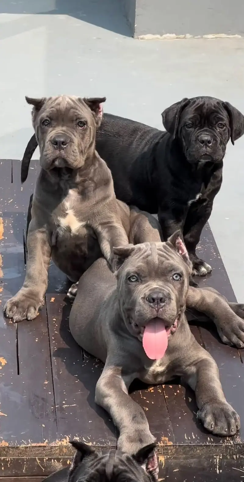TOP QUALITY CANE CORSO PUPPIES ARE AVAILABLE FOR IMPORT — photo 3