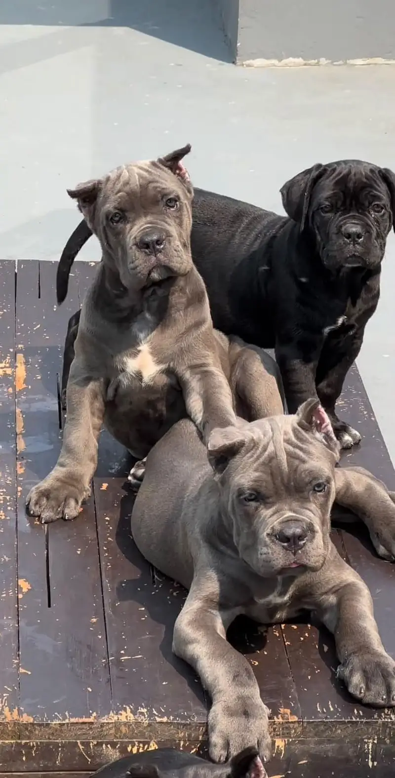 TOP QUALITY CANE CORSO PUPPIES ARE AVAILABLE FOR IMPORT — photo 4