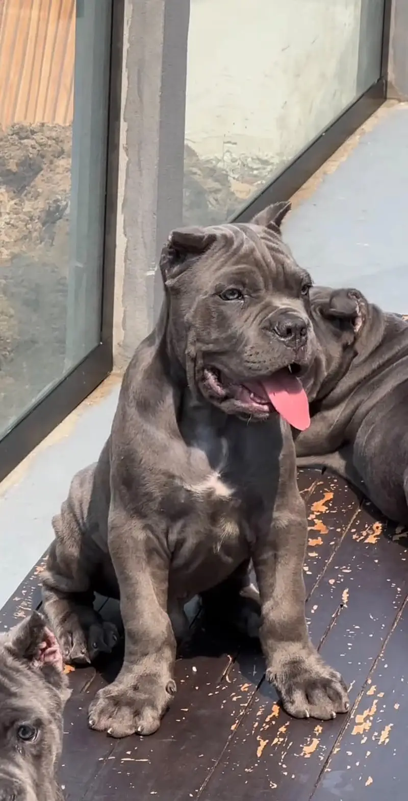 TOP QUALITY CANE CORSO PUPPIES ARE AVAILABLE FOR IMPORT — photo 5