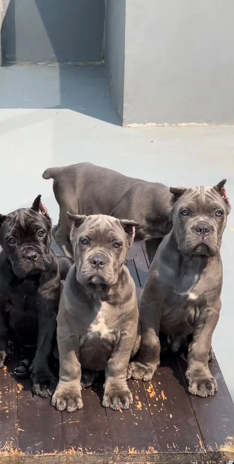 TOP QUALITY CANE CORSO PUPPIES ARE AVAILABLE FOR IMPORT — photo 6