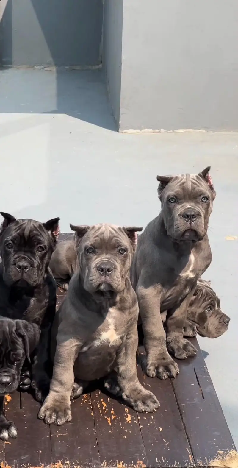 TOP QUALITY CANE CORSO PUPPIES ARE AVAILABLE FOR IMPORT — photo 7