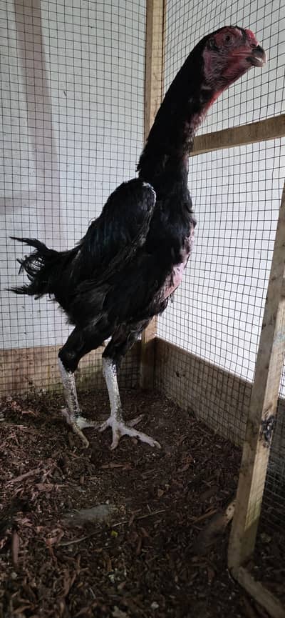 Shamoo Female Black [Pure]