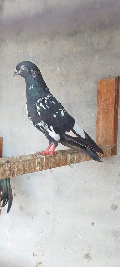 female rampuri pure