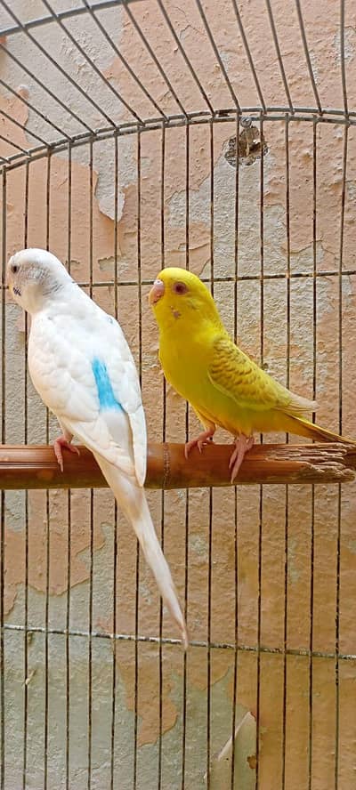 Australian Parrots Budgies Red Eyes Fellow Pair and Bajri Black Eyes.