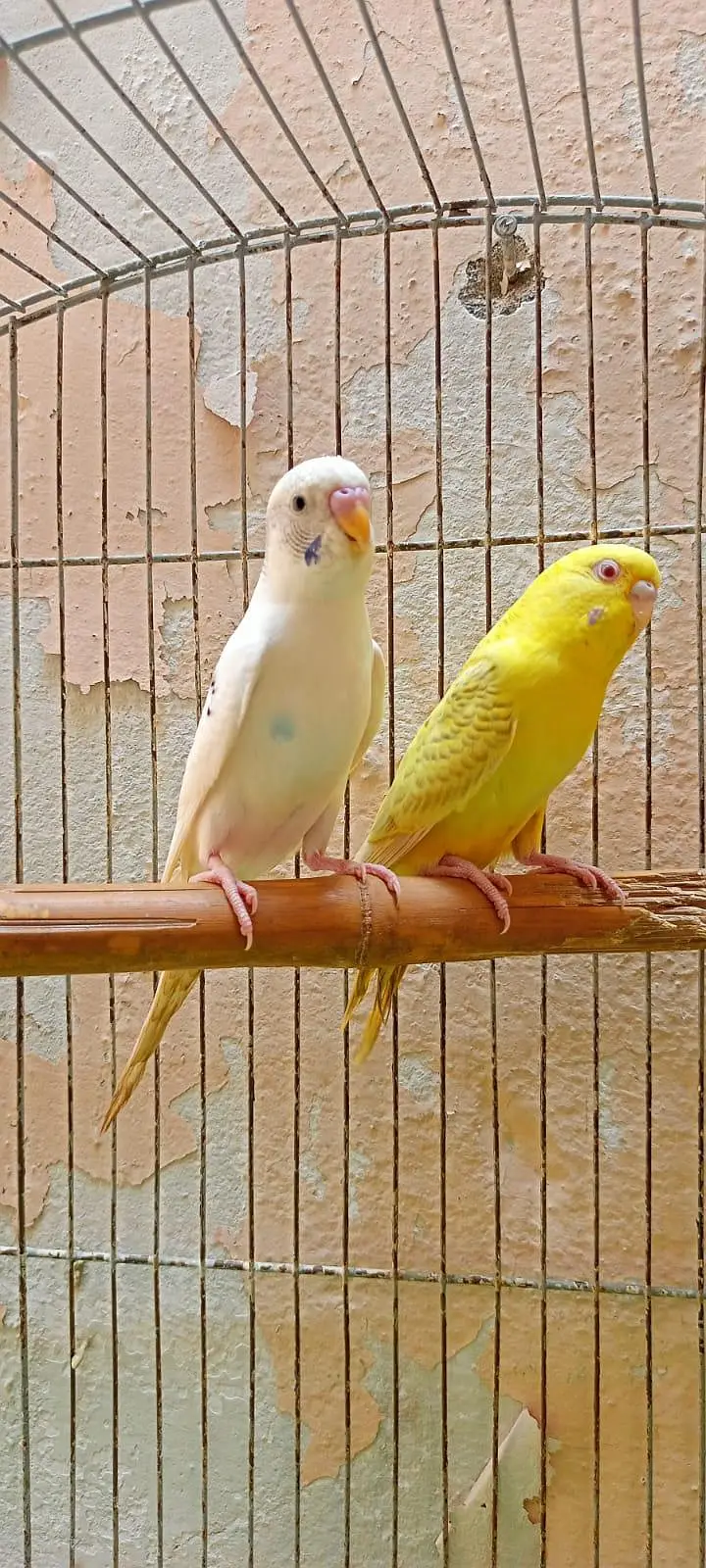 Australian Parrots Budgies Red Eyes Fellow Pair and Bajri Black Eyes. — photo 2
