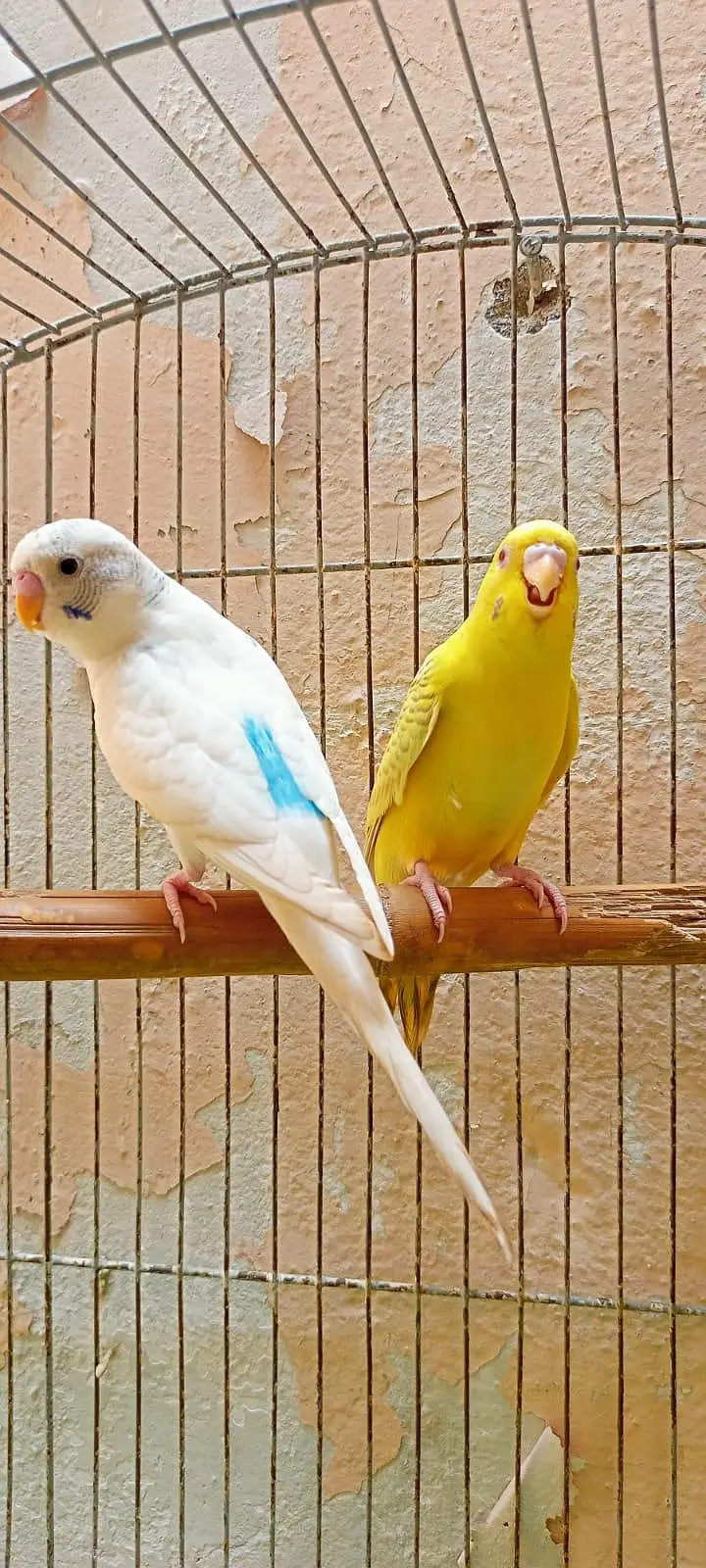 Australian Parrots Budgies Red Eyes Fellow Pair and Bajri Black Eyes. — photo 3