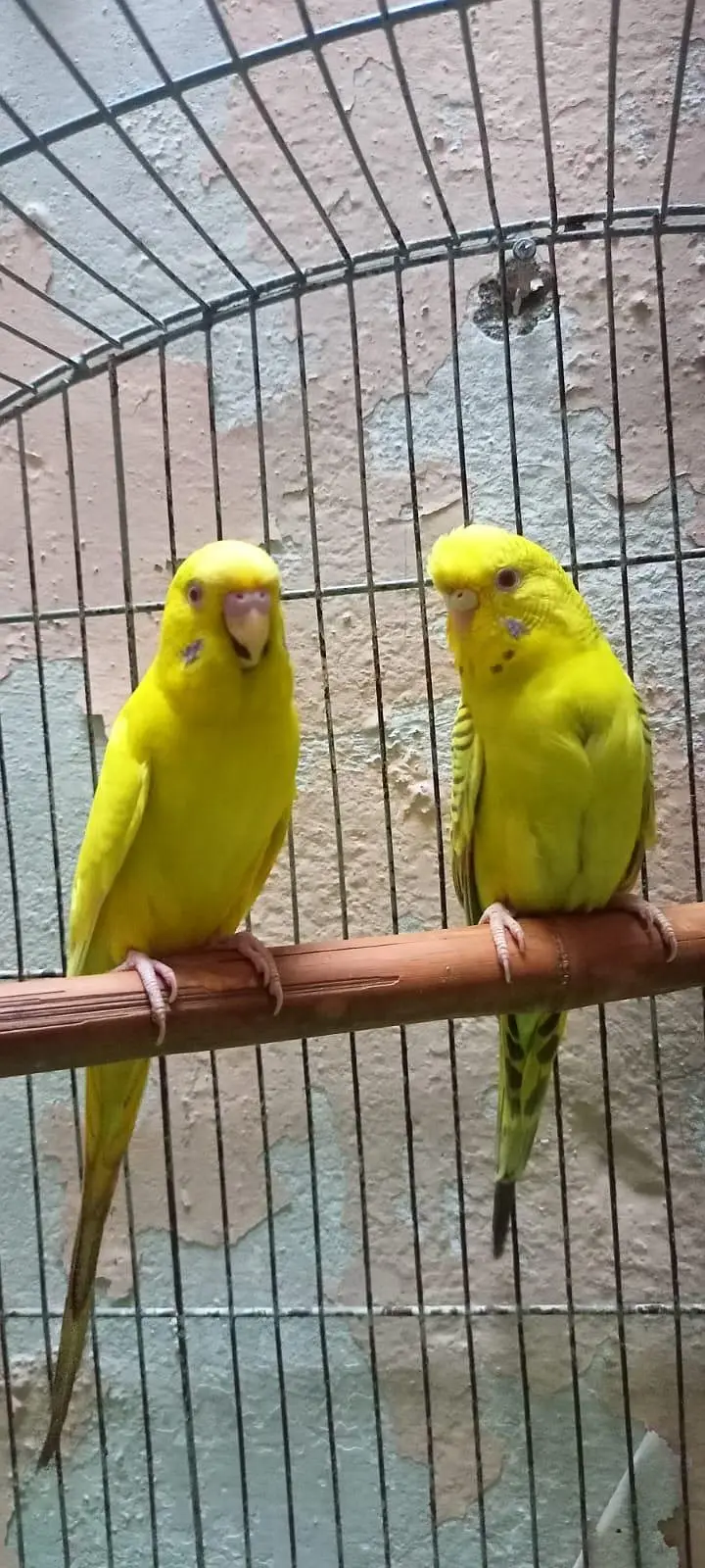 Australian Parrots Budgies Red Eyes Fellow Pair and Bajri Black Eyes. — photo 4