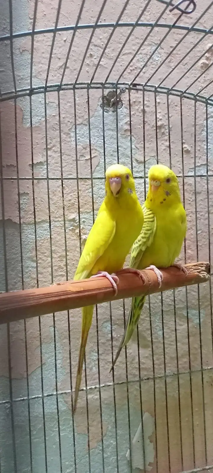 Australian Parrots Budgies Red Eyes Fellow Pair and Bajri Black Eyes. — photo 5