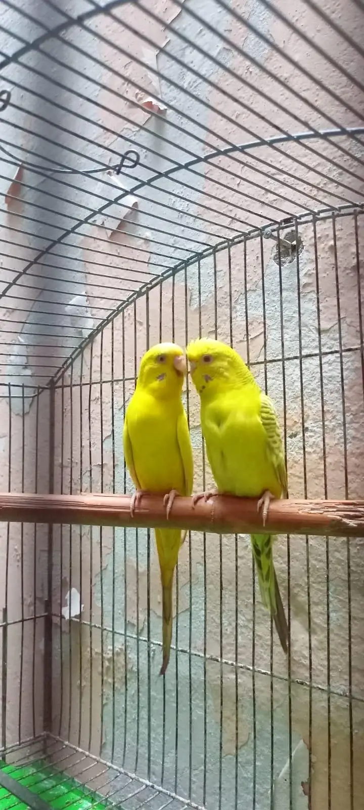 Australian Parrots Budgies Red Eyes Fellow Pair and Bajri Black Eyes. — photo 6