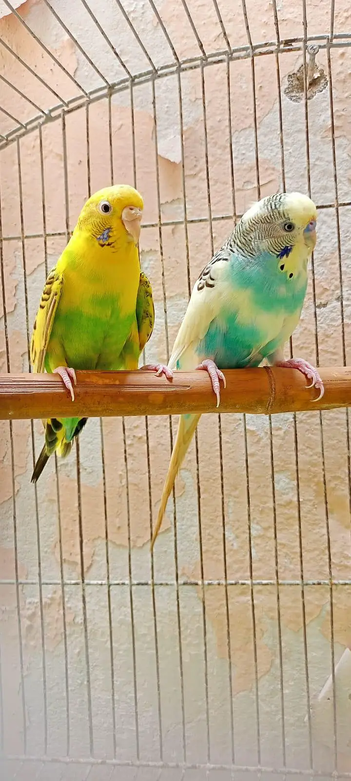 Australian Parrots Budgies Red Eyes Fellow Pair and Bajri Black Eyes. — photo 7