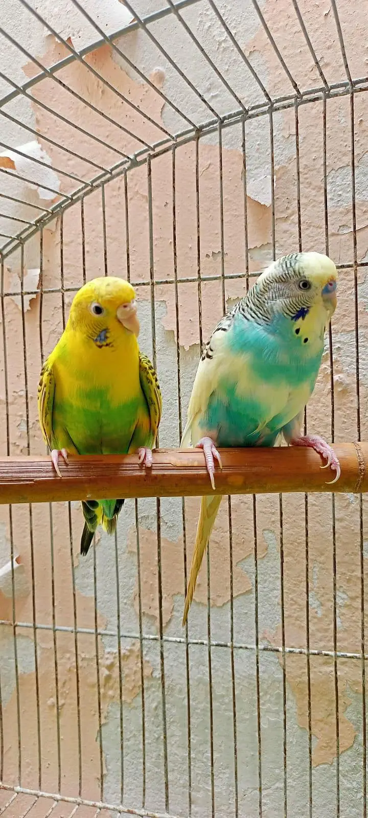 Australian Parrots Budgies Red Eyes Fellow Pair and Bajri Black Eyes. — photo 8