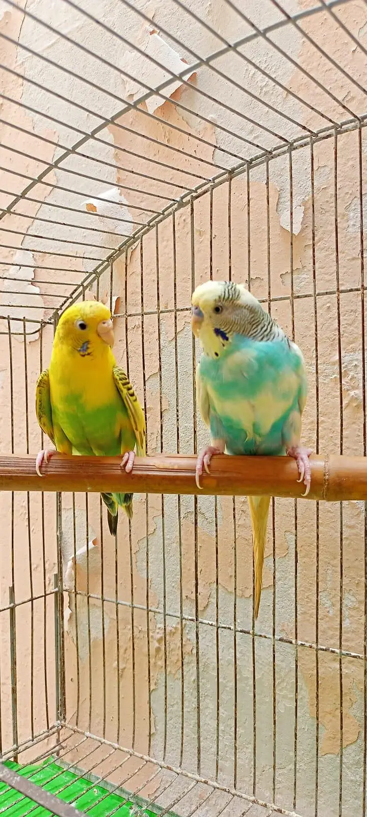 Australian Parrots Budgies Red Eyes Fellow Pair and Bajri Black Eyes. — photo 9
