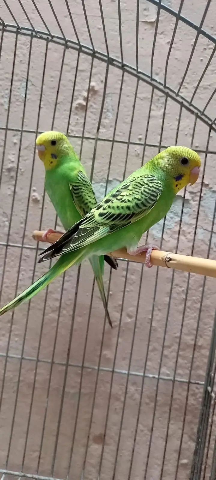 Australian Parrots Budgies Red Eyes Fellow Pair and Bajri Black Eyes. — photo 10