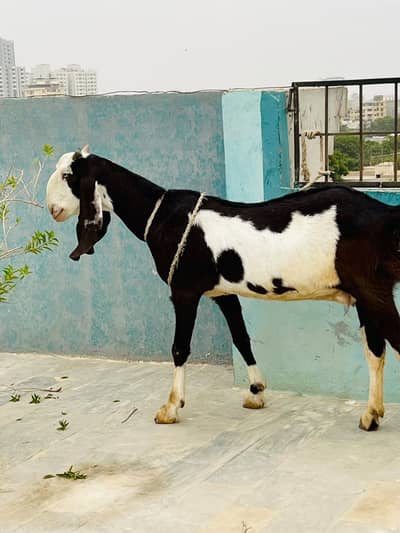 Pair of Bakra & Bakri